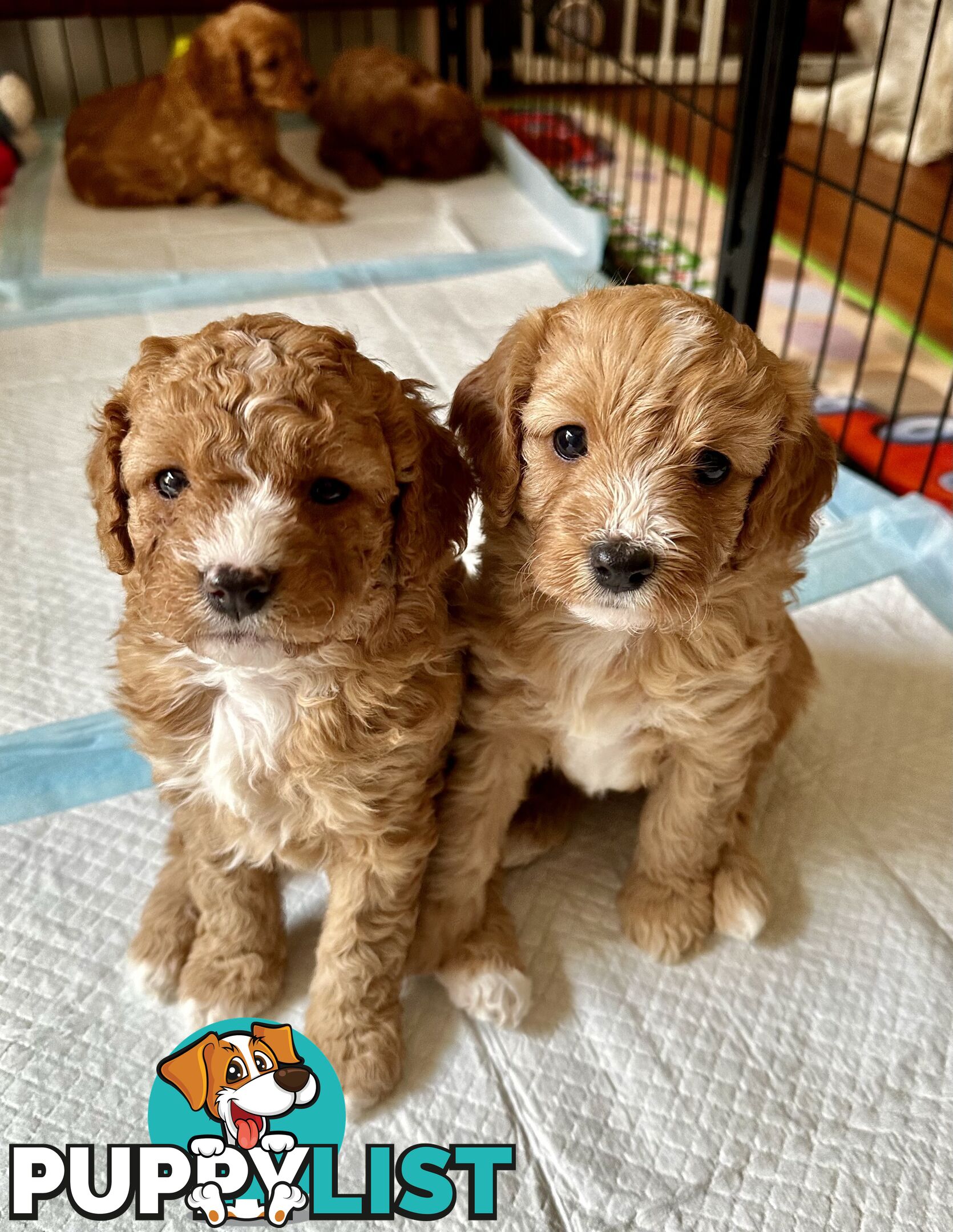 Cavoodle Puppies