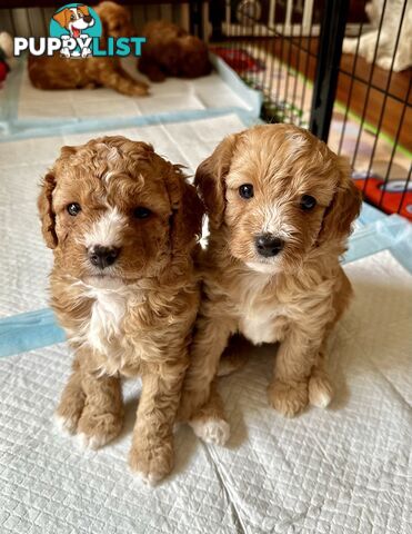 Cavoodle Puppies