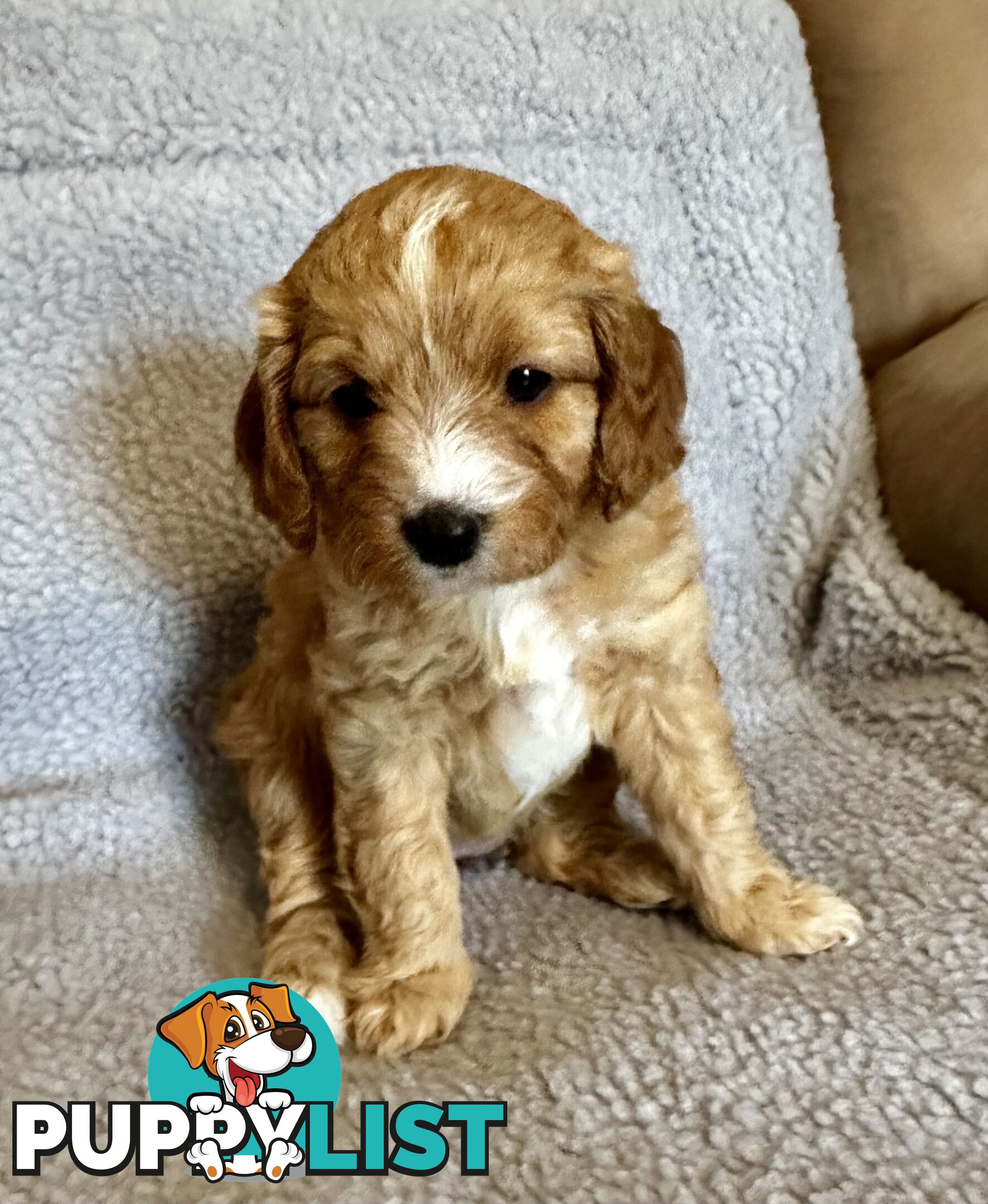 Cavoodle Puppies