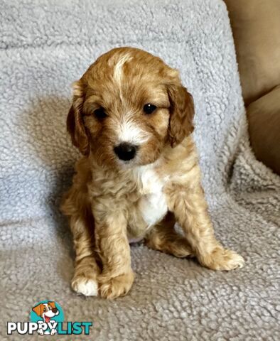 Cavoodle Puppies