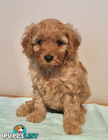 Cavoodle Puppies