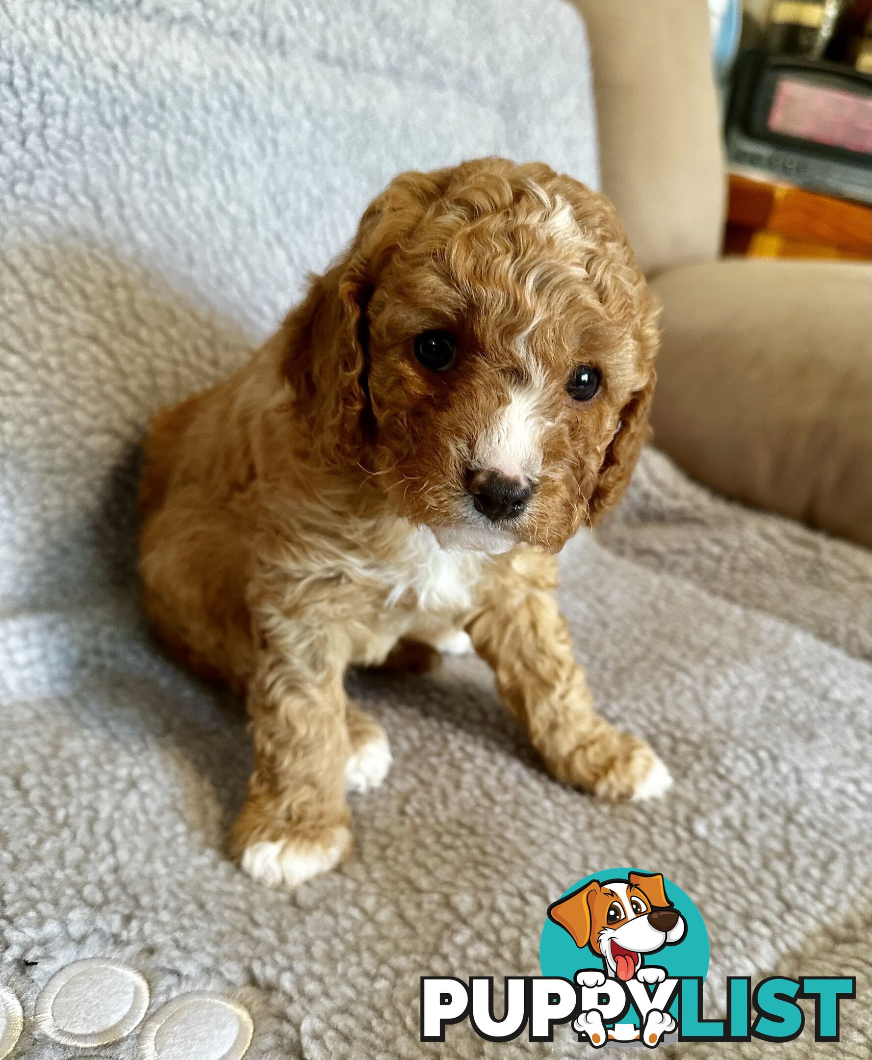 Cavoodle Puppies