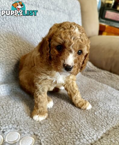 Cavoodle Puppies