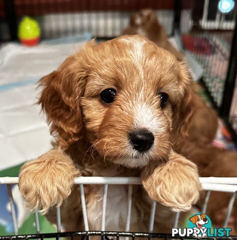 Cavoodle Puppies