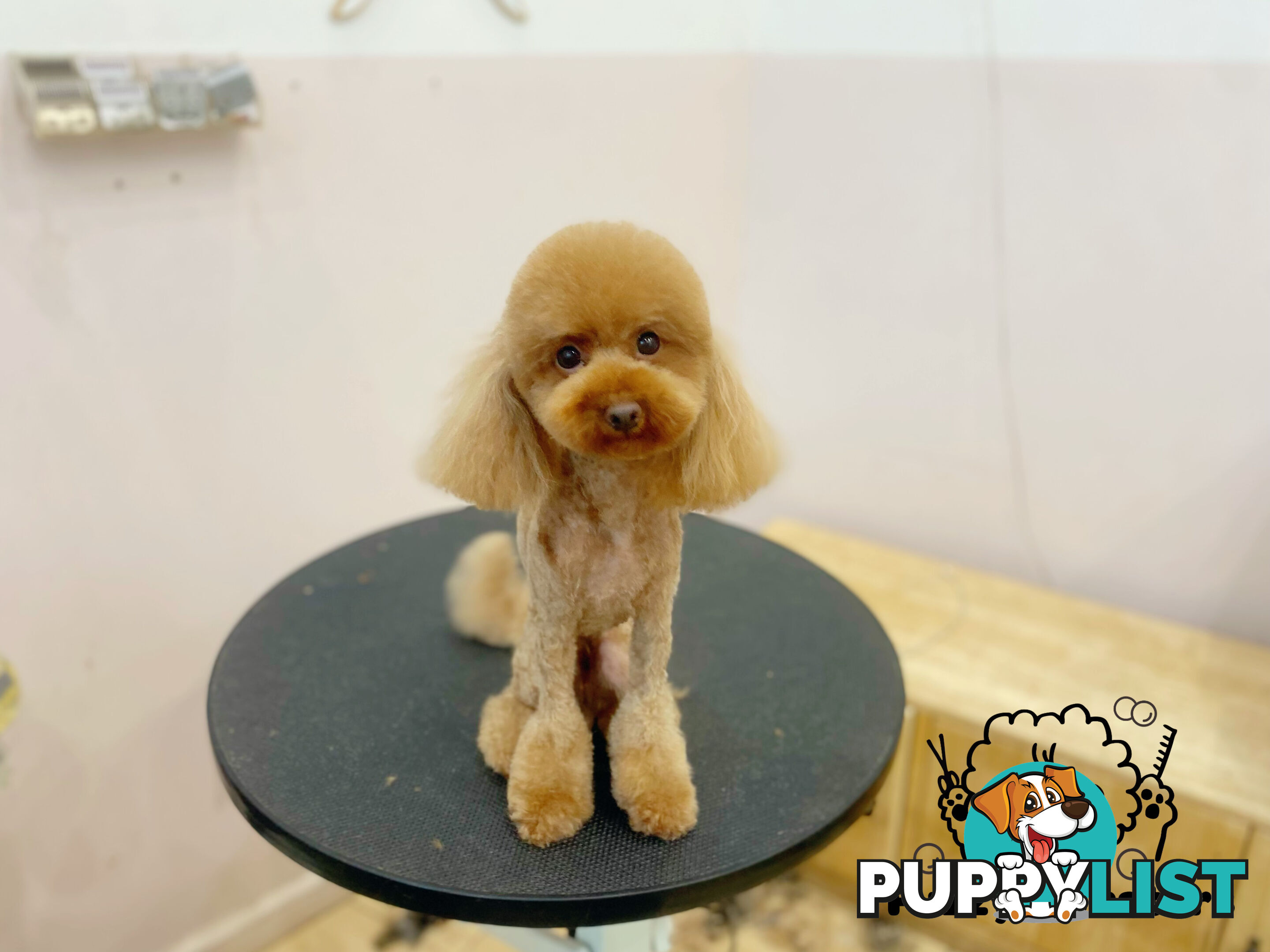 Bonded Female Toy Poodle &amp; Blue Chihuahua (3 yrs) – Loving Home Needed