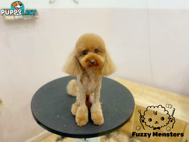 Bonded Female Toy Poodle &amp; Blue Chihuahua (3 yrs) – Loving Home Needed