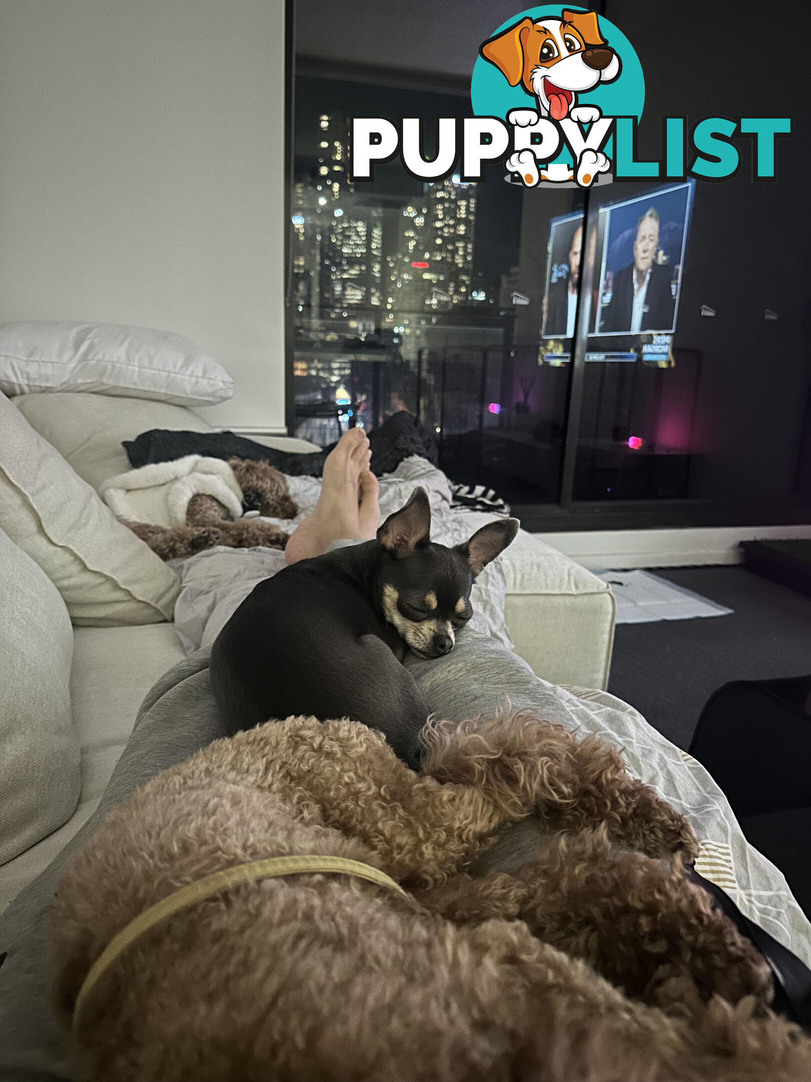 Bonded Female Toy Poodle &amp; Blue Chihuahua (3 yrs) – Loving Home Needed