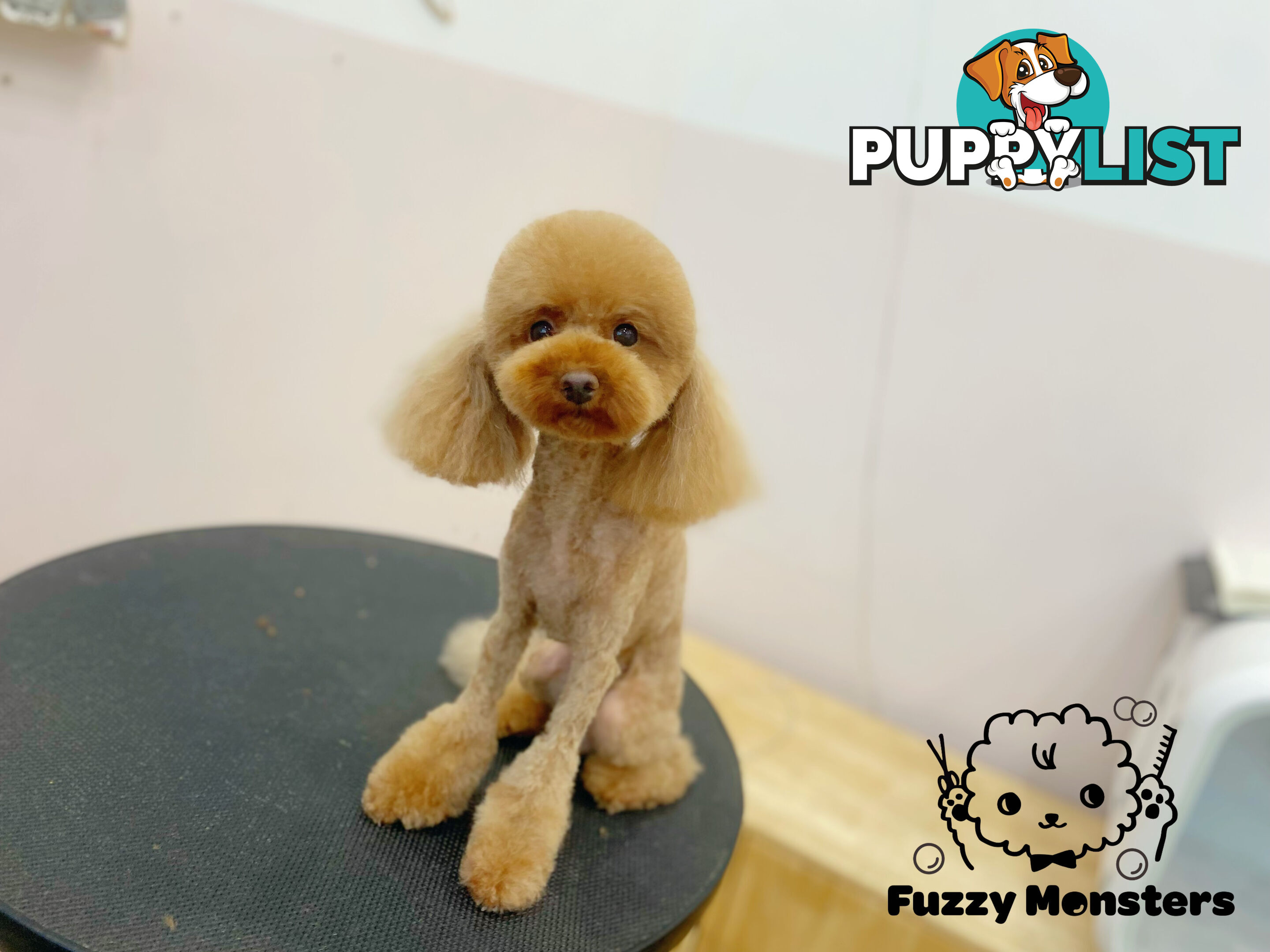 Bonded Female Toy Poodle &amp; Blue Chihuahua (3 yrs) – Loving Home Needed