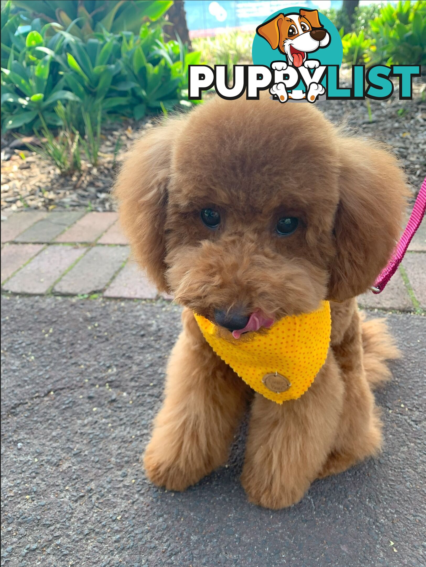 Bonded Female Toy Poodle &amp; Blue Chihuahua (3 yrs) – Loving Home Needed