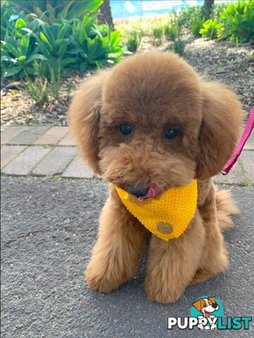 Bonded Female Toy Poodle &amp; Blue Chihuahua (3 yrs) – Loving Home Needed