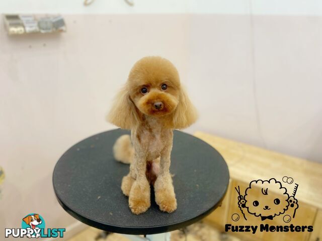 Bonded Female Toy Poodle & Blue Chihuahua (3 yrs) – Loving Home Needed
