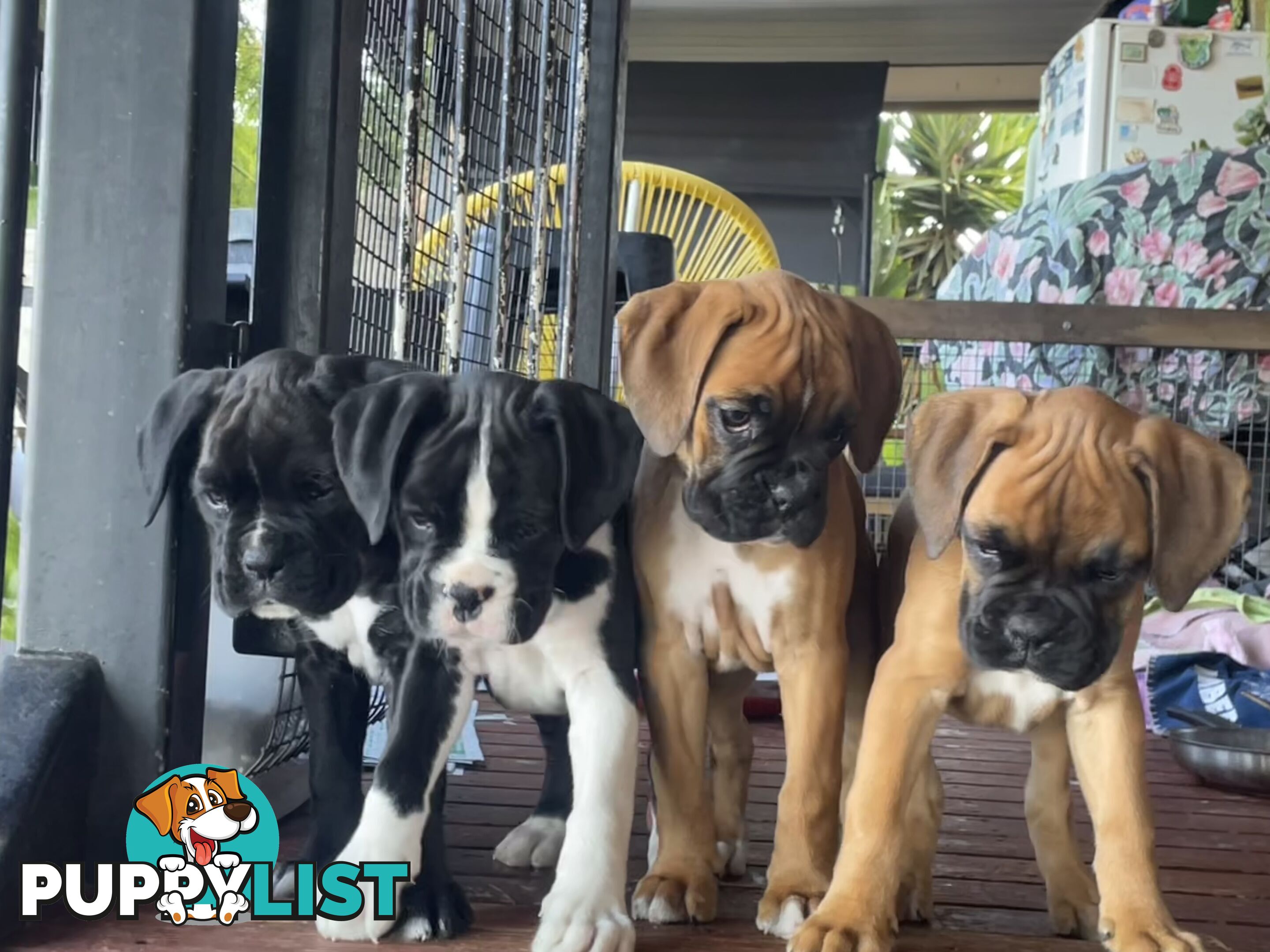 Boxer Puppies Purebred