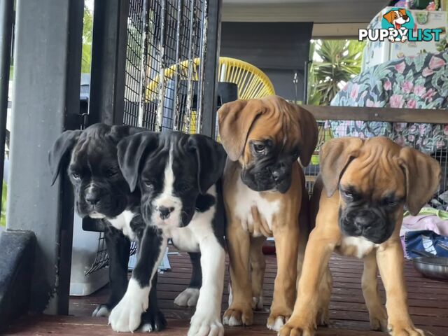 Boxer Puppies Purebred