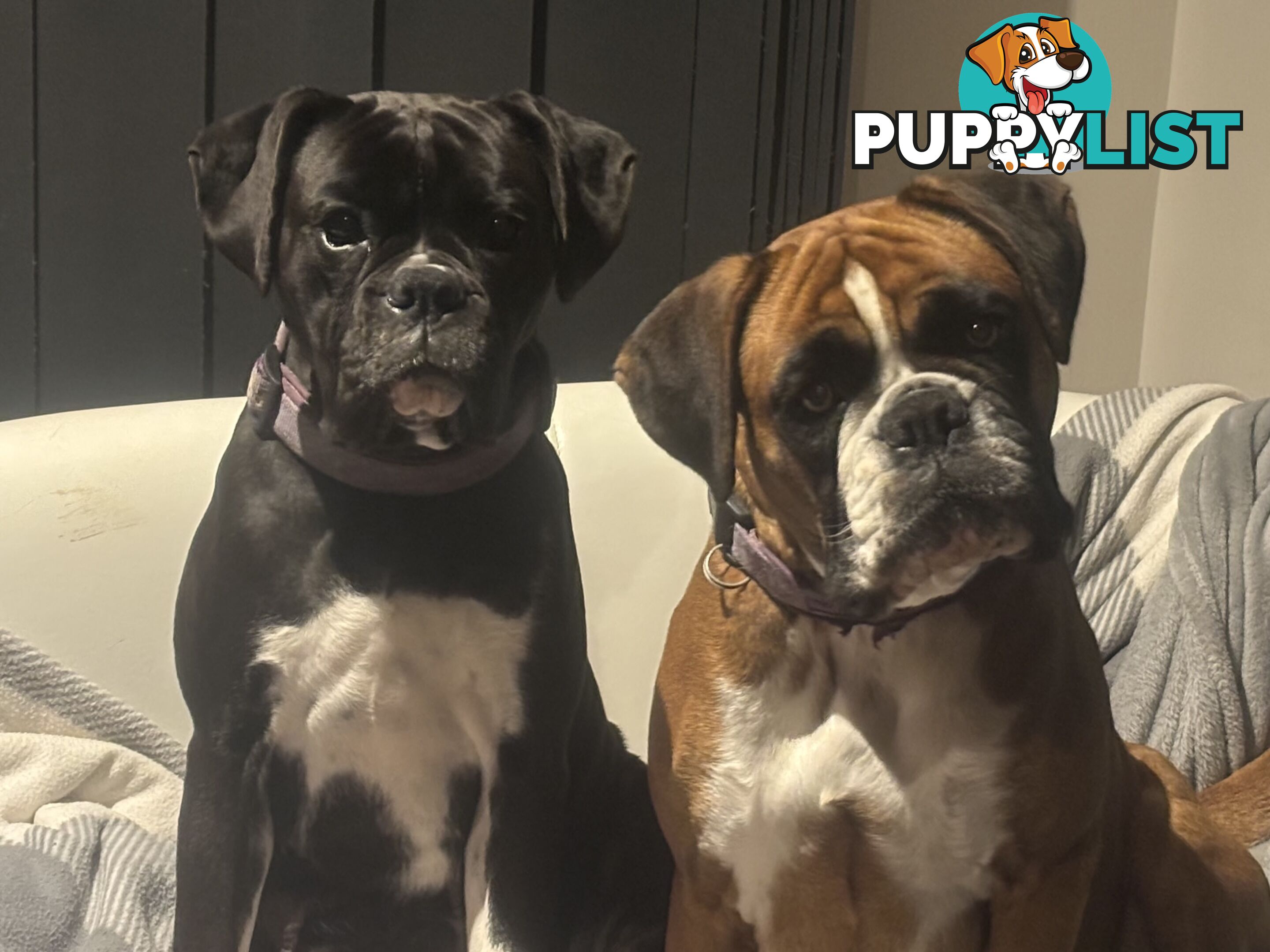 Boxer Puppies Purebred