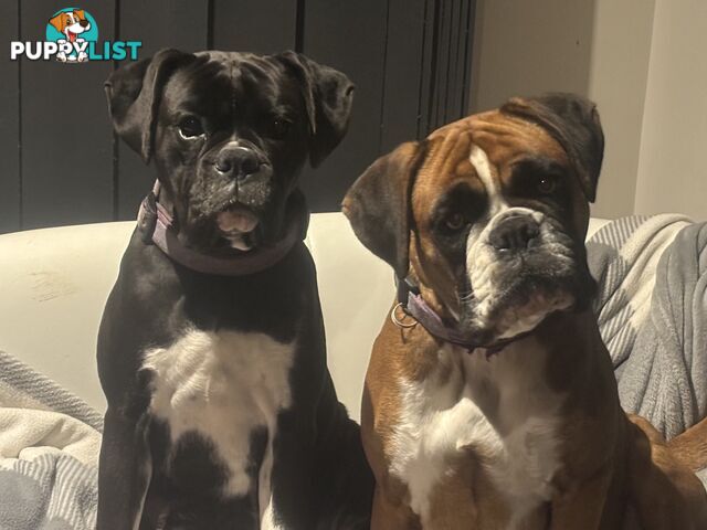 Boxer Puppies Purebred