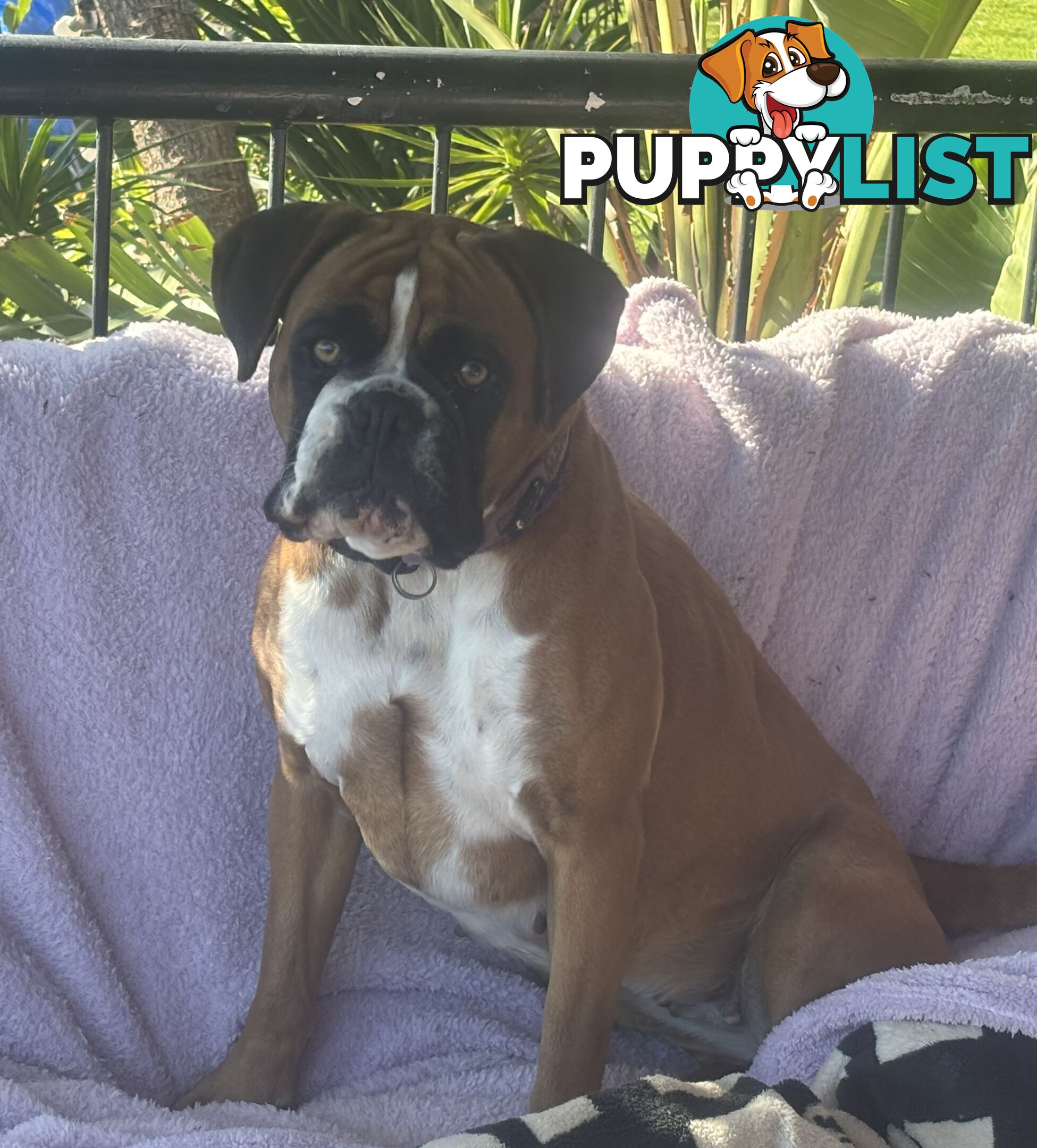 Boxer Puppies Purebred