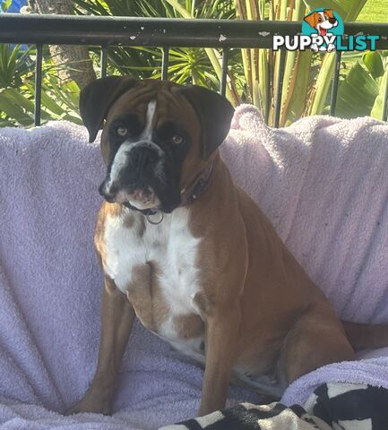 Boxer Puppies Purebred