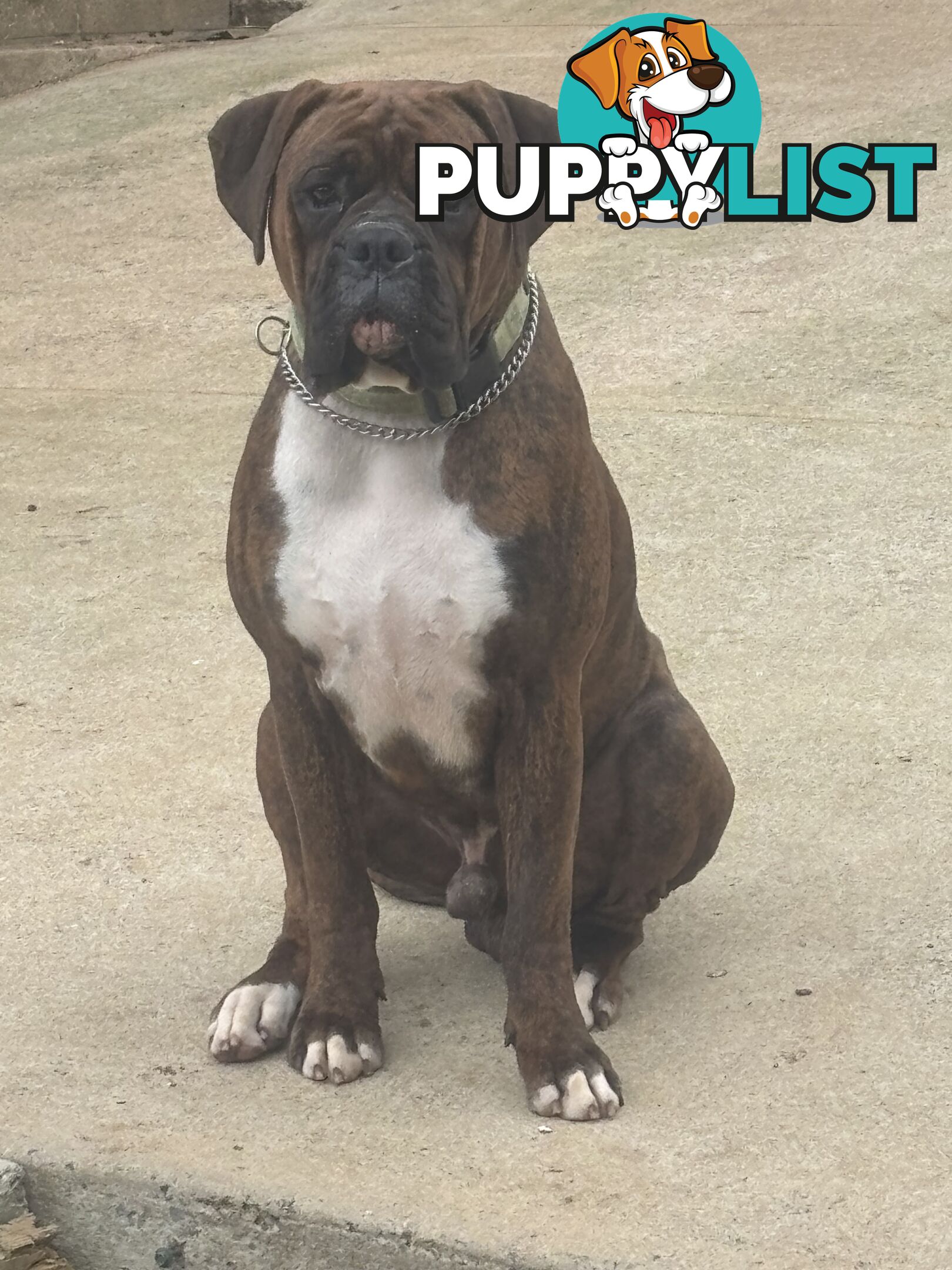 Boxer Puppies Purebred