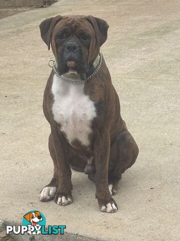Boxer Puppies Purebred