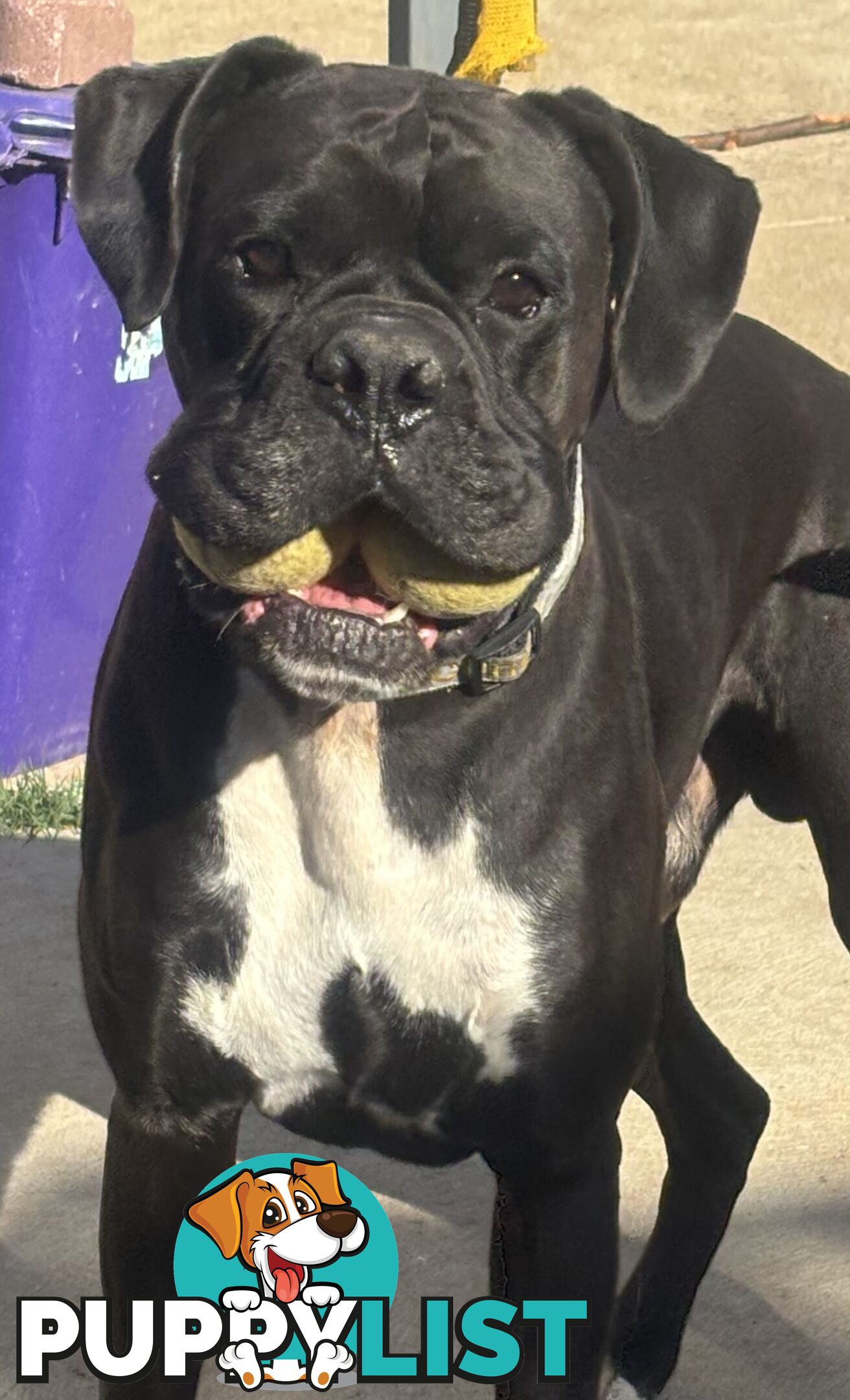 Boxer Puppies Purebred