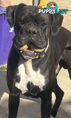 Boxer Puppies Purebred