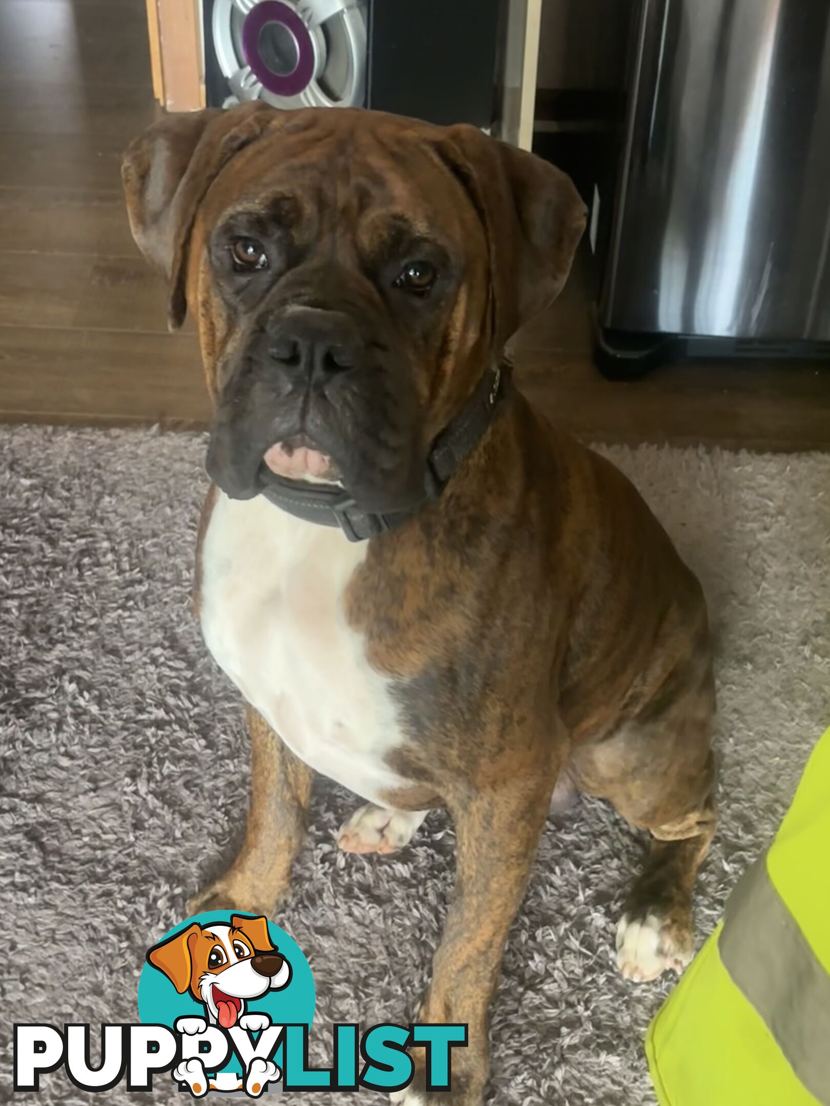 Boxer Puppies Purebred