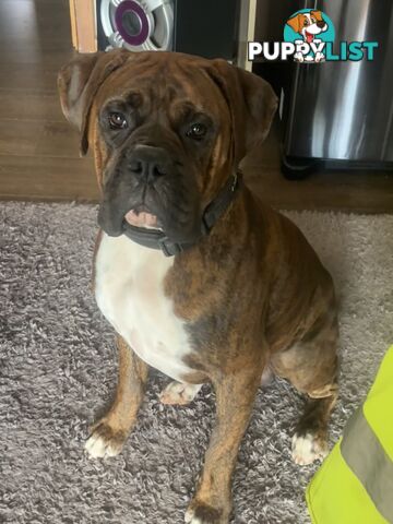 Boxer Puppies Purebred