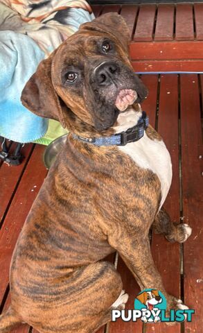 Boxer Puppies Purebred