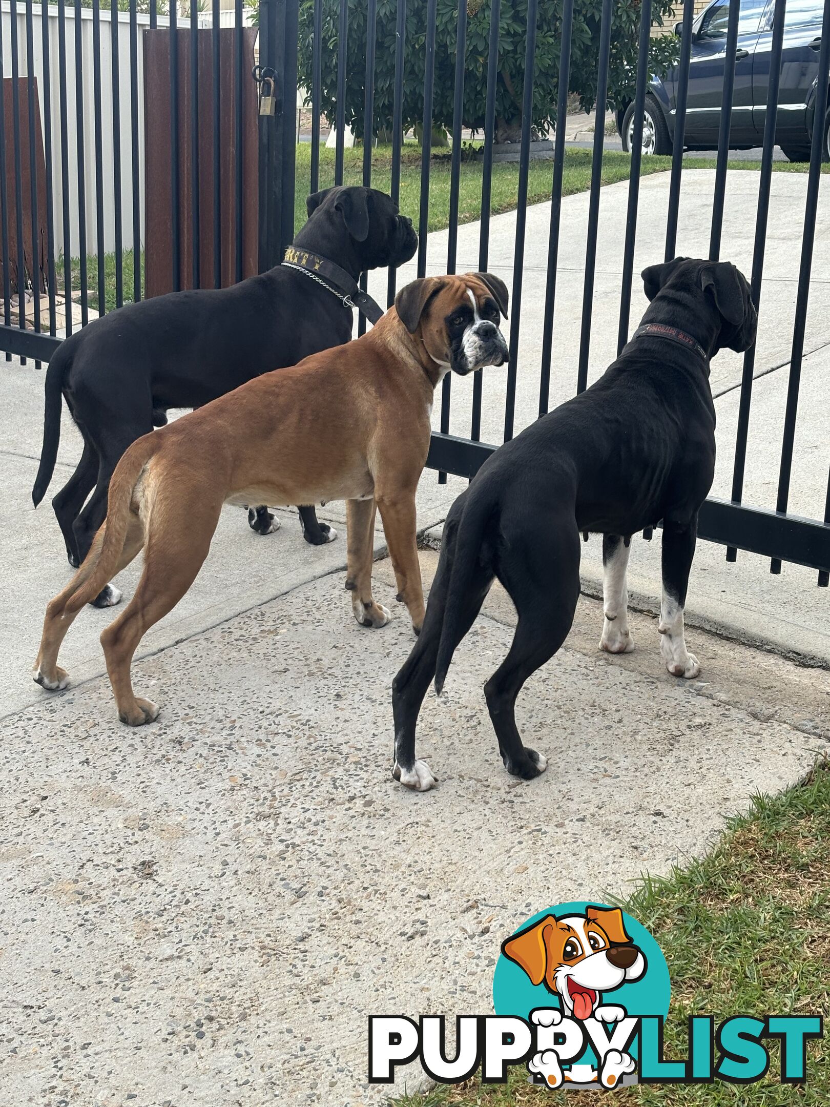 Boxer Puppies Purebred