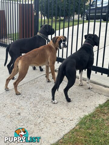 Boxer Puppies Purebred