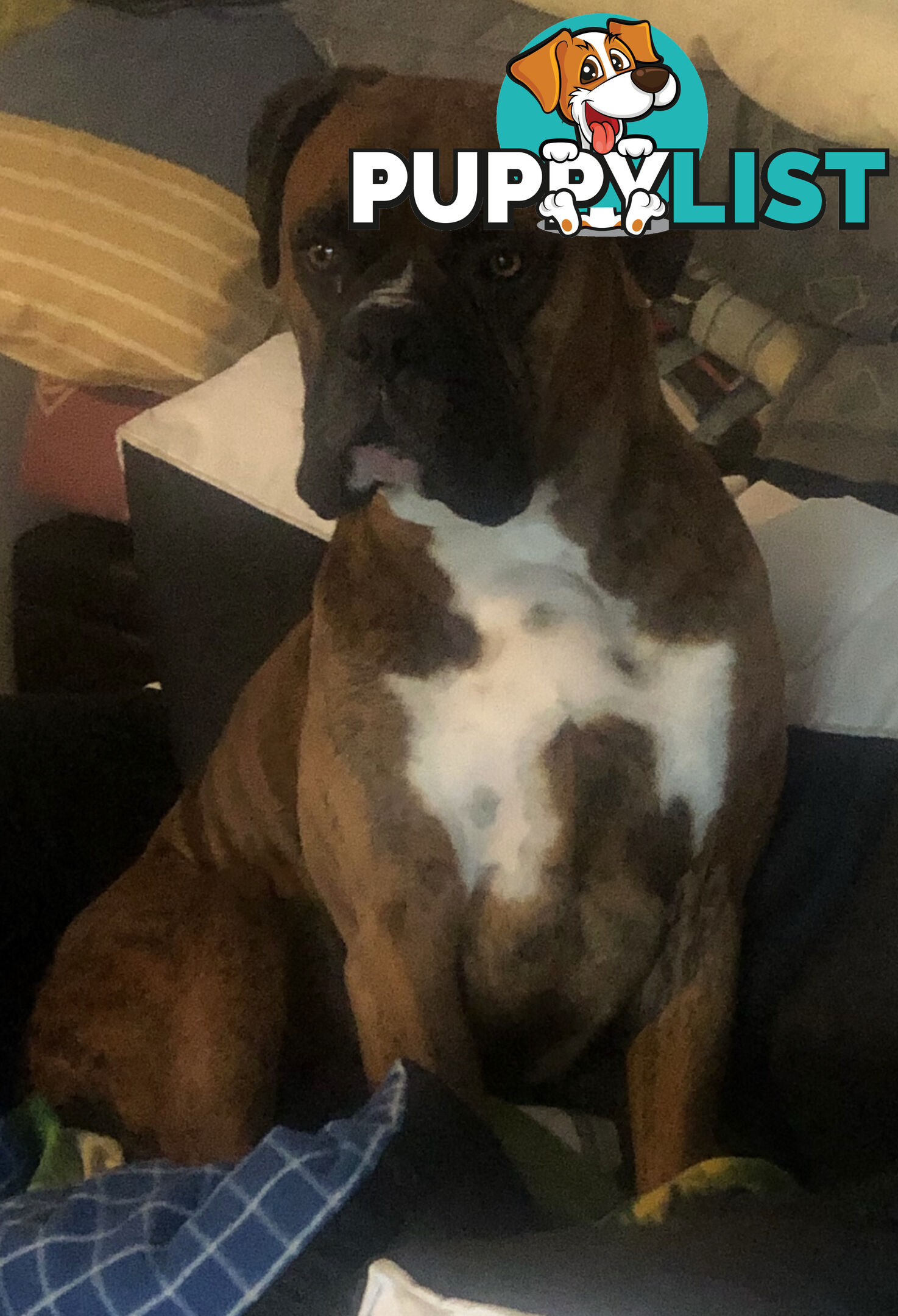 Boxer Puppies Purebred