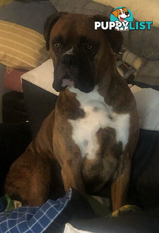 Boxer Puppies Purebred