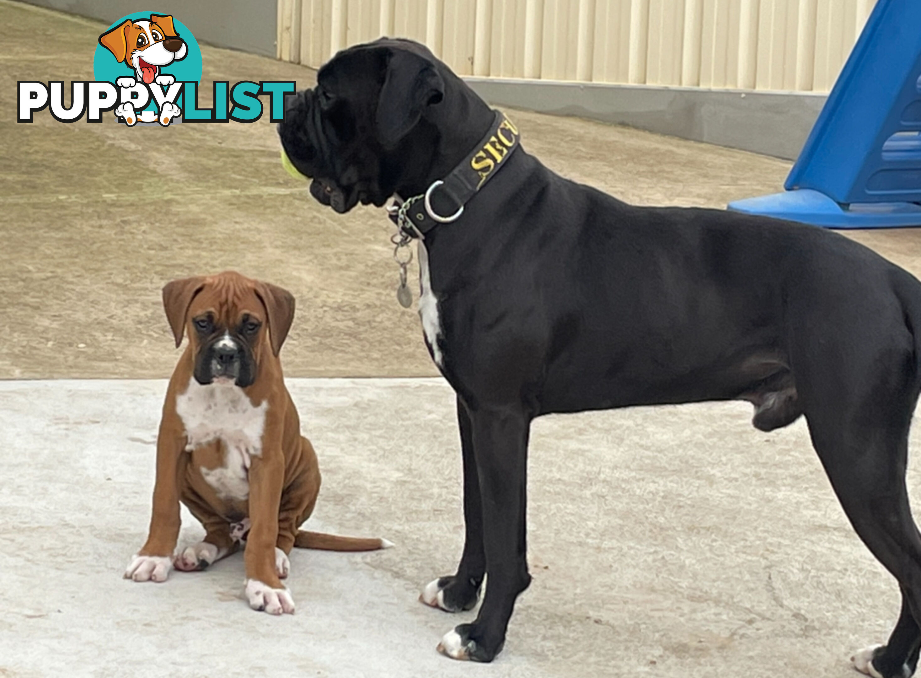 Boxer Puppies Purebred