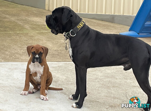 Boxer Puppies Purebred