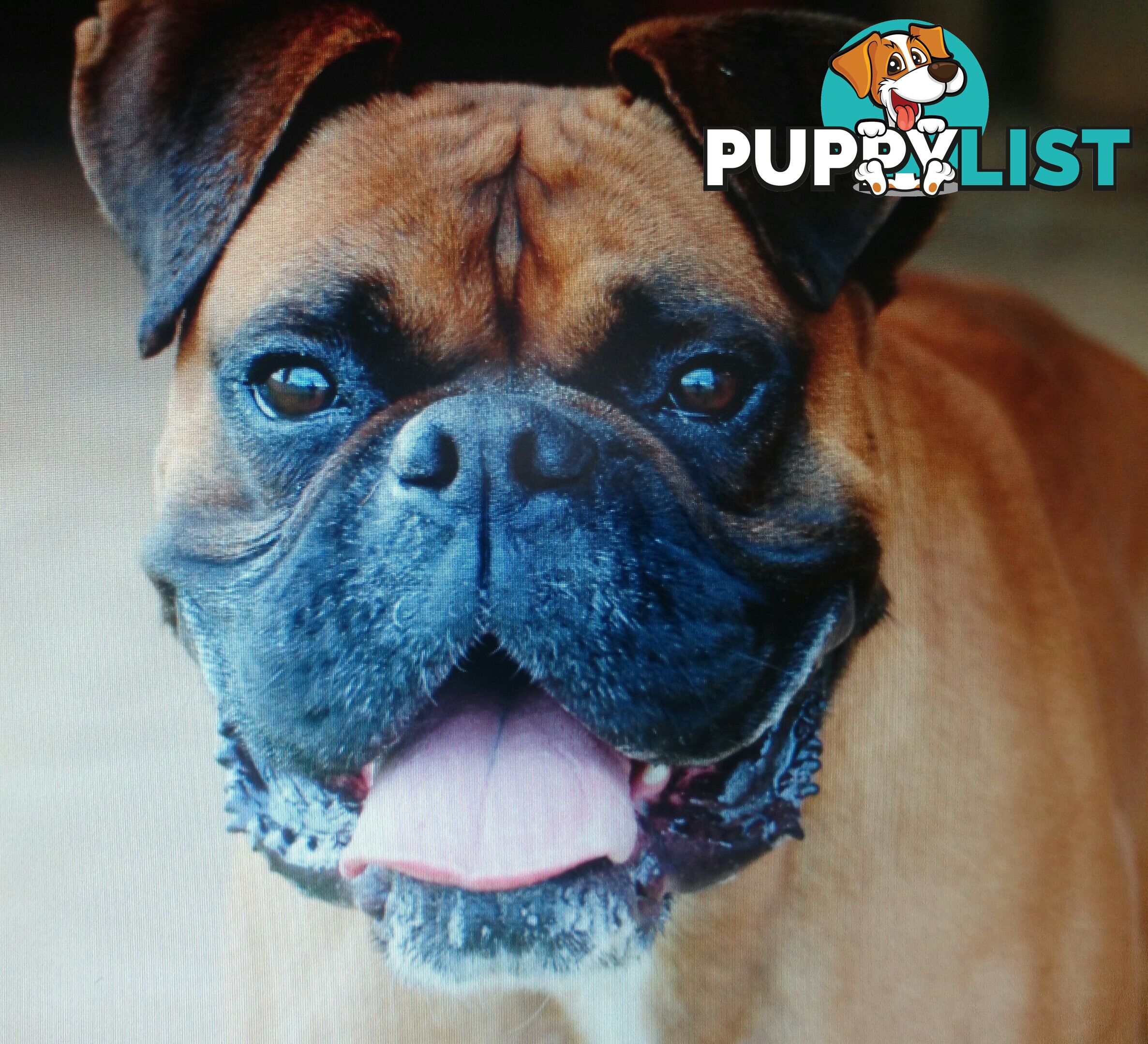 Boxer Puppies Purebred