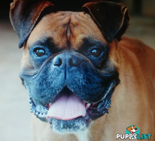 Boxer Puppies Purebred