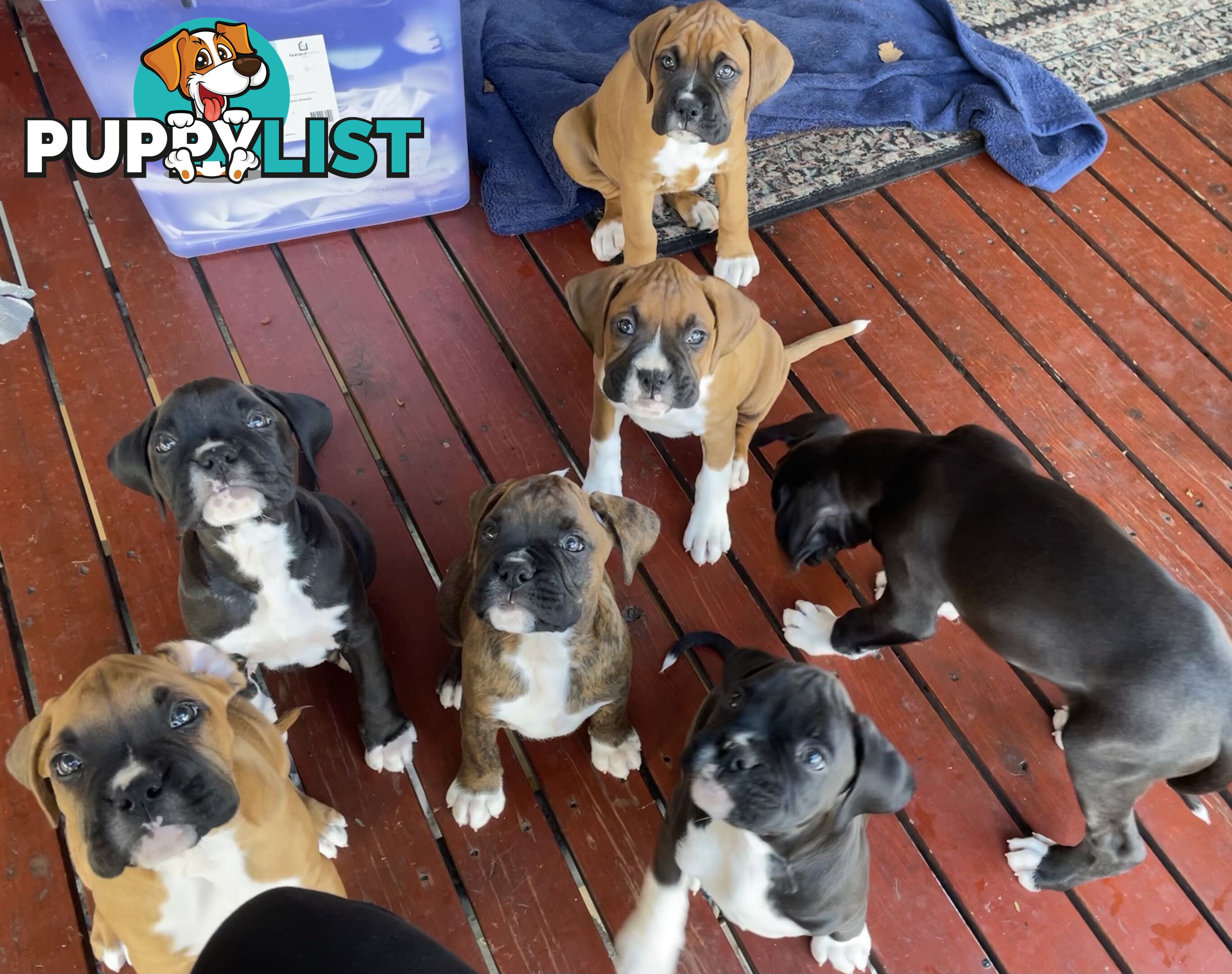 Boxer Puppies Purebred