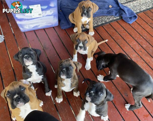 Boxer Puppies Purebred