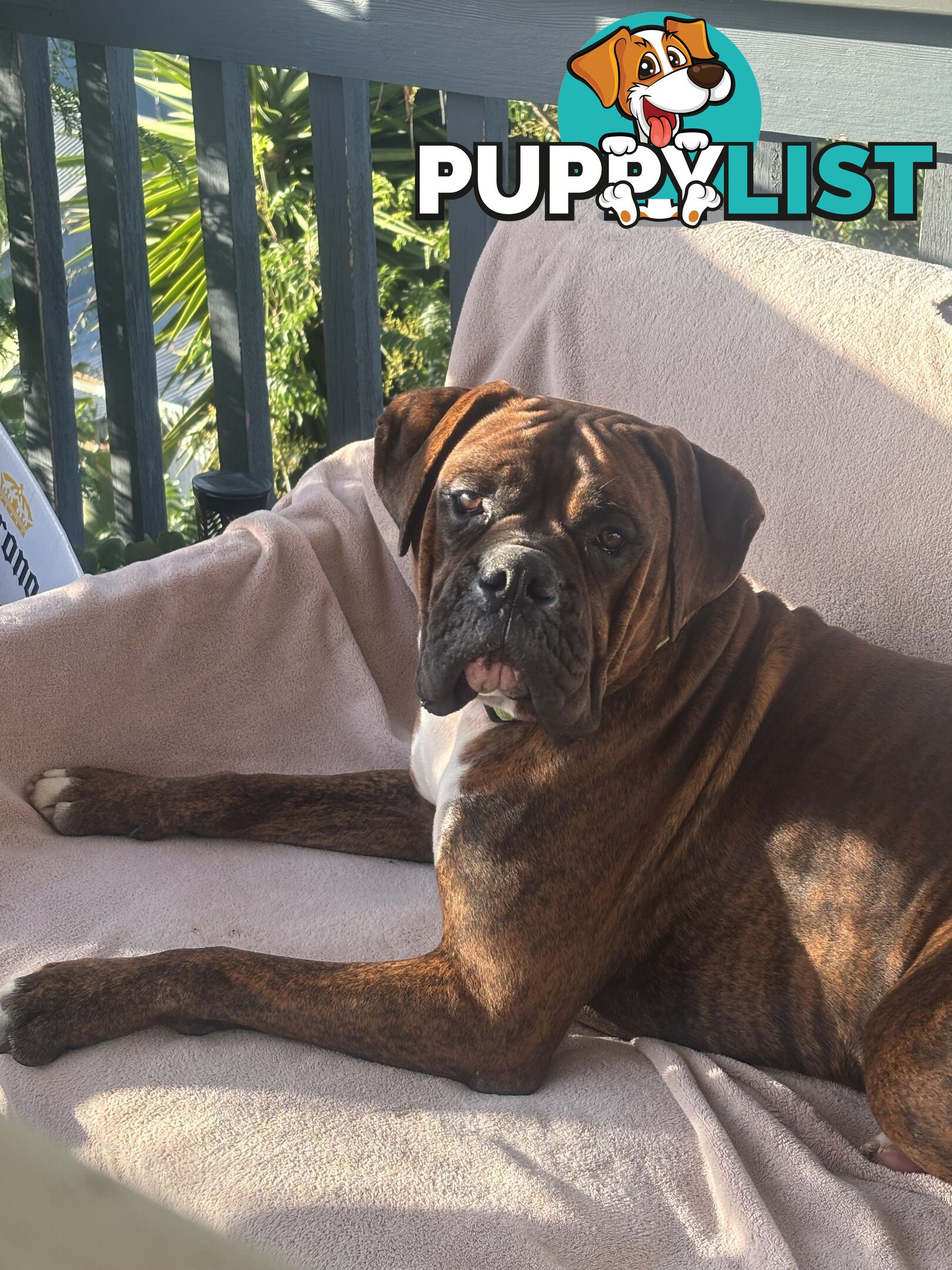 Boxer Puppies Purebred