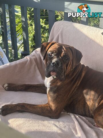 Boxer Puppies Purebred