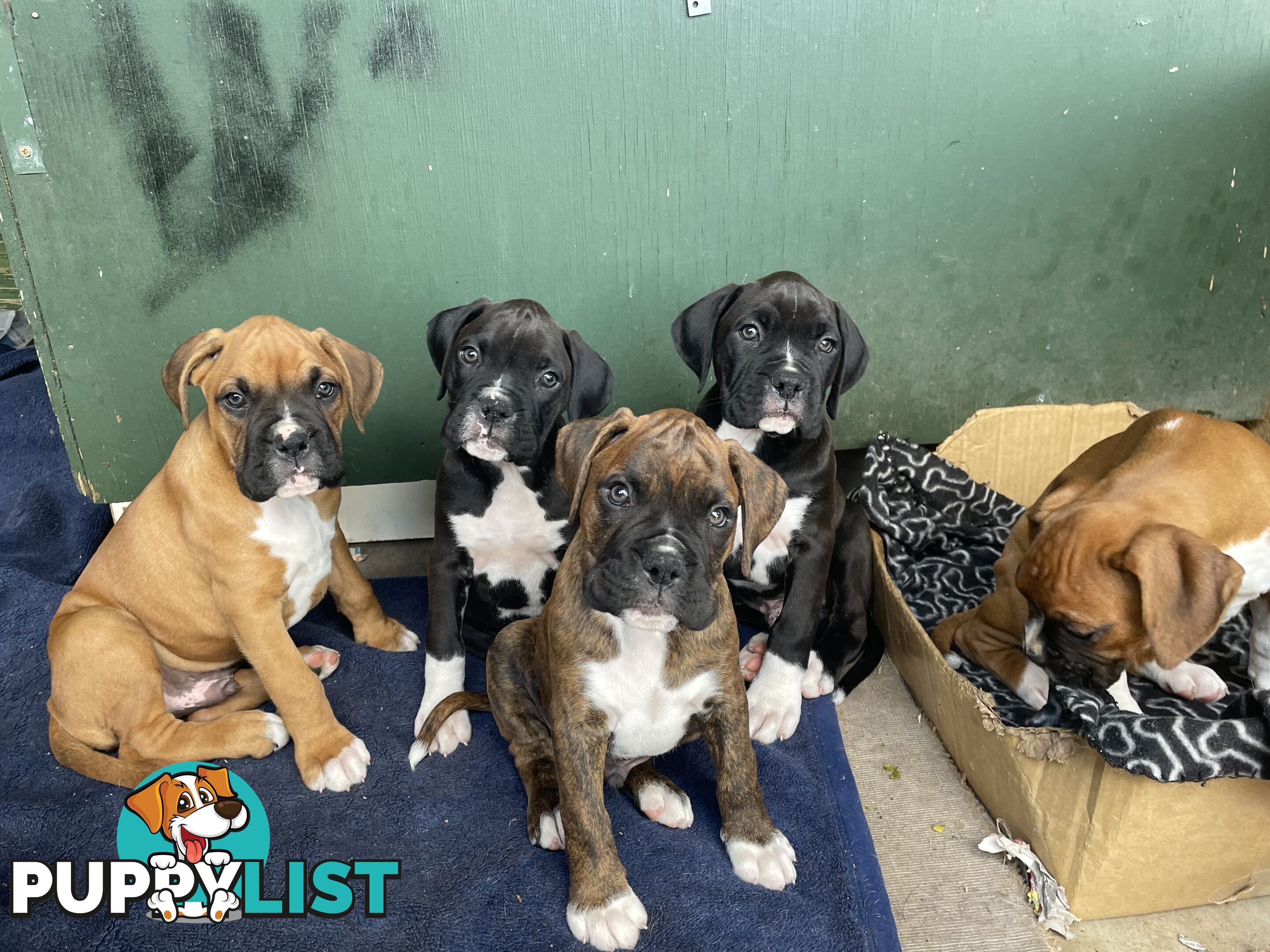 Boxer Puppies Purebred
