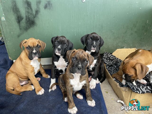 Boxer Puppies Purebred