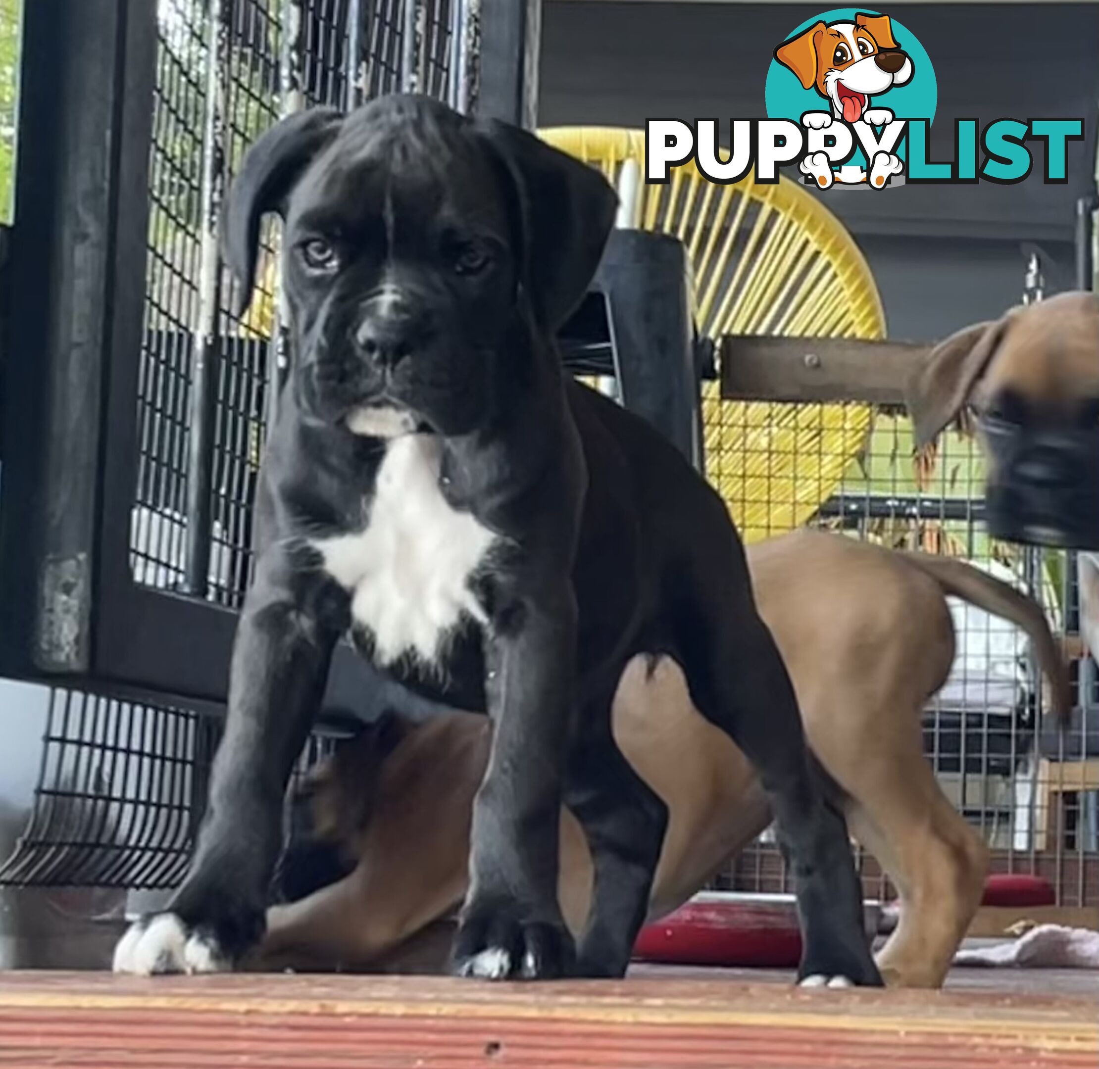 Boxer Puppies Purebred