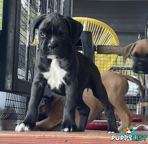 Boxer Puppies Purebred