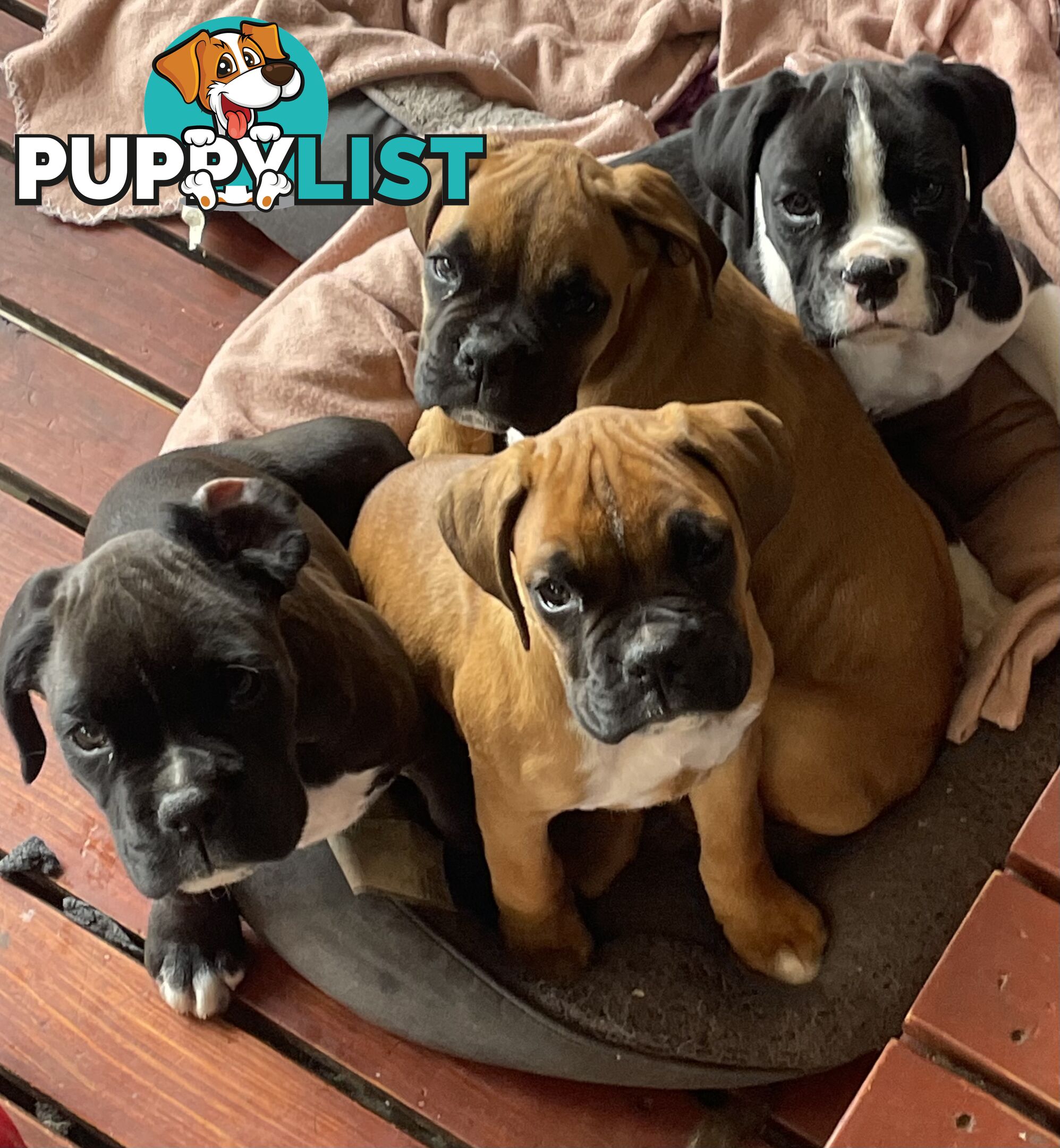 Boxer Puppies Purebred