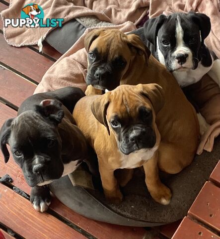 Boxer Puppies Purebred