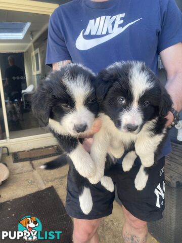 Border Collie