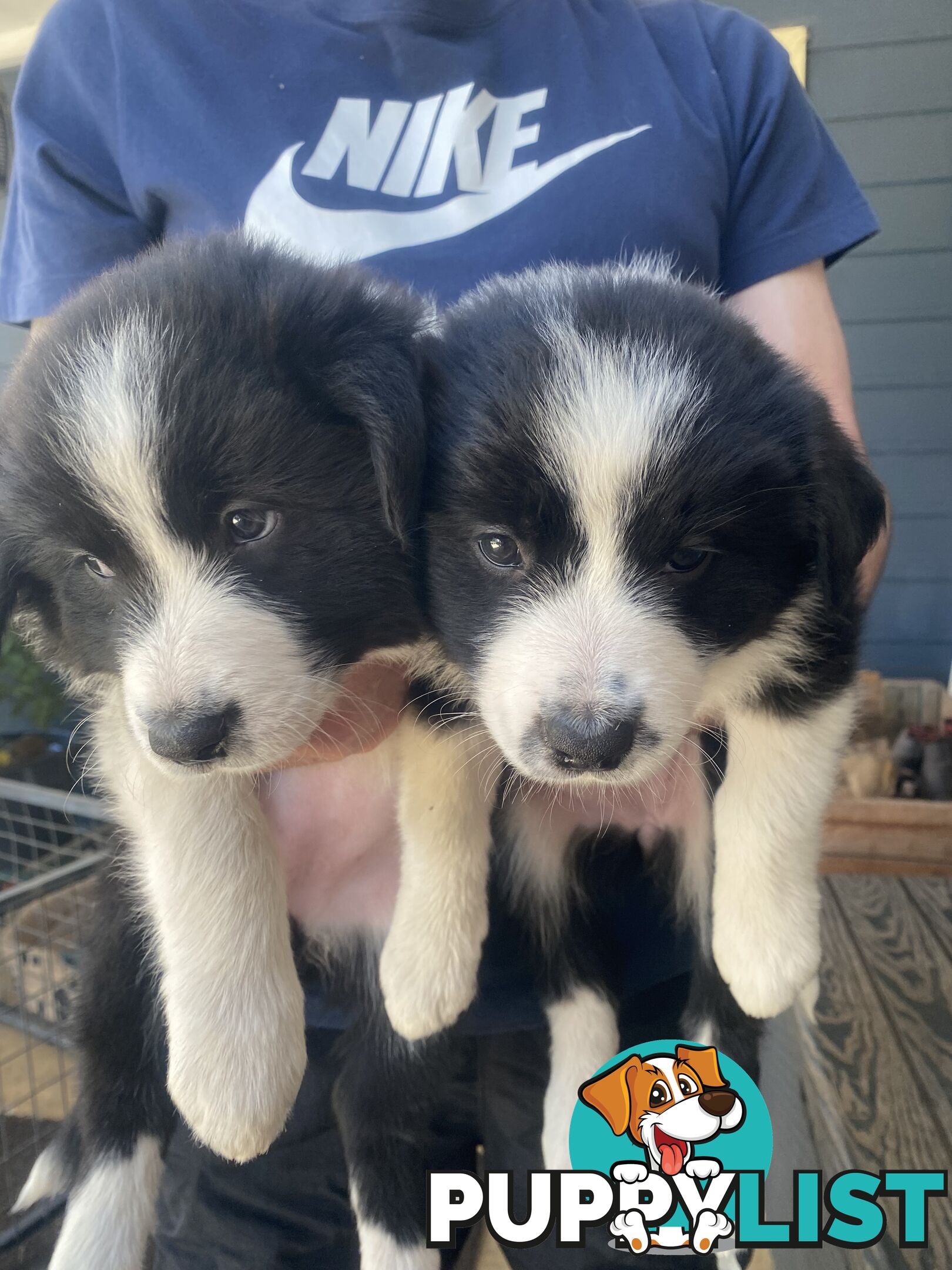 Border Collie