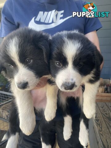 Border Collie