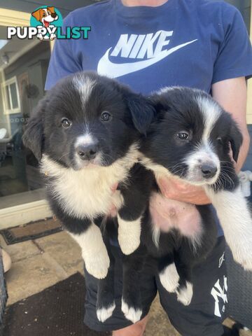 Border Collie